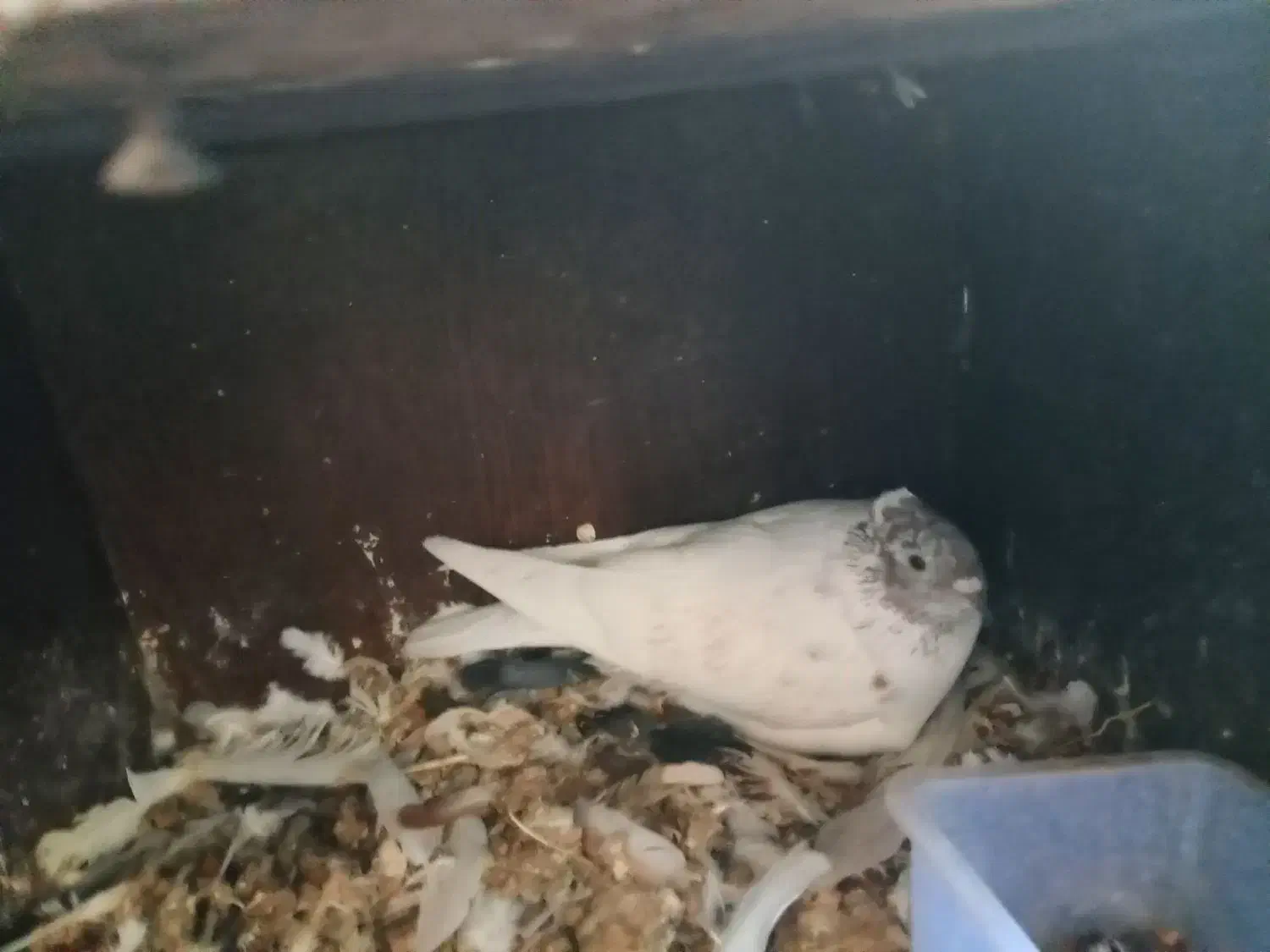 کبوتر ساتن کفتر سینه فر نوک کوچیک|پرنده|مشهد, عبادی|دیوار