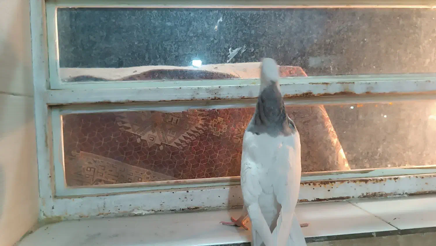 جوجه طوق الماسی عتیقه|پرنده|یاسوج, |دیوار