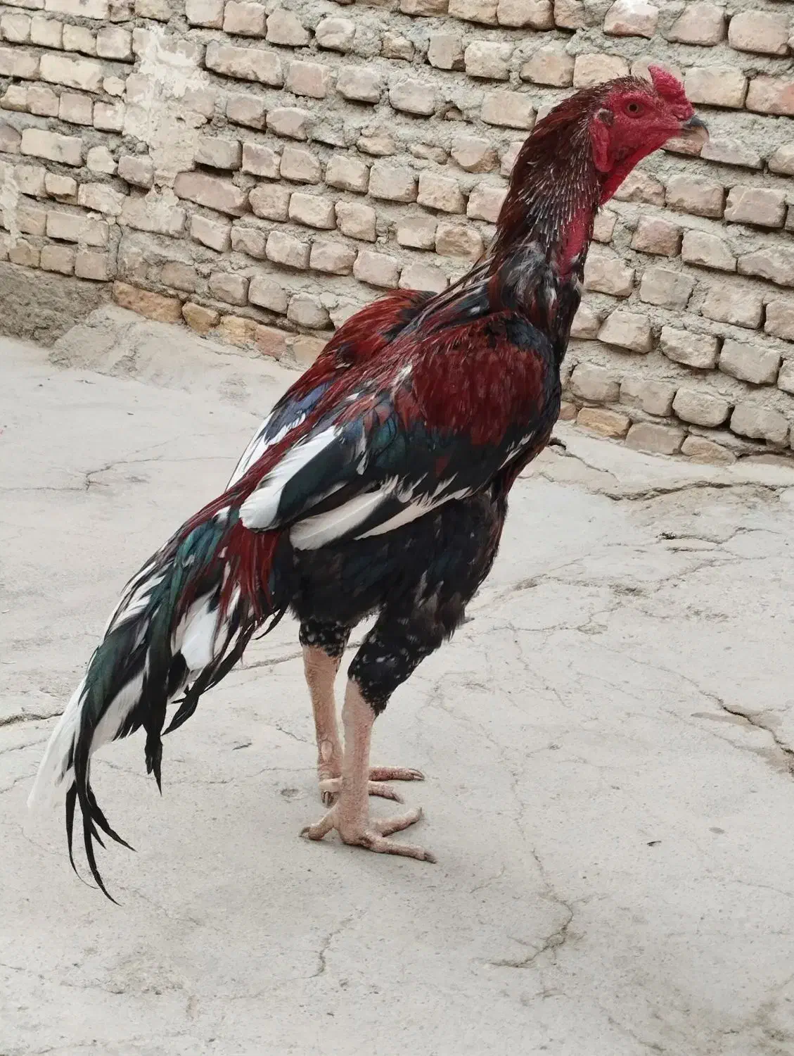 خروس|حیوانات مزرعه|سیب و سوران, |دیوار