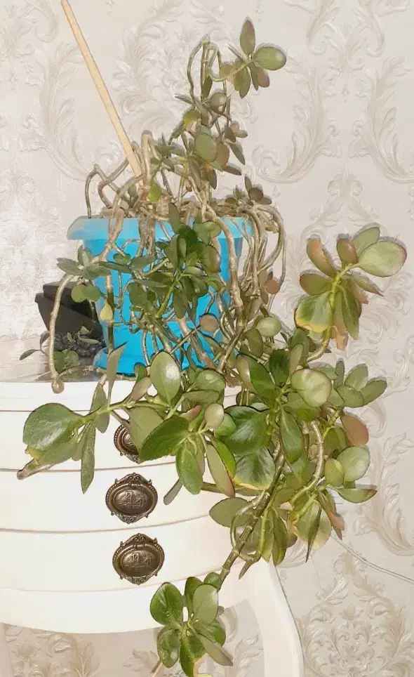 فروش|گل و گیاه طبیعی|ارومیه, |دیوار