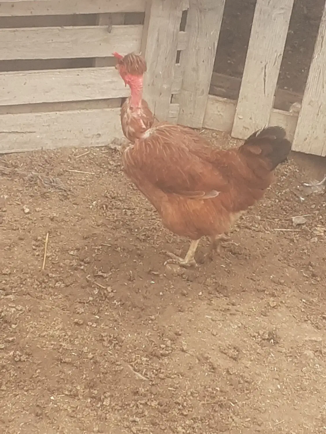 تخم مرغ محلی|حیوانات مزرعه|آق قلا, |دیوار