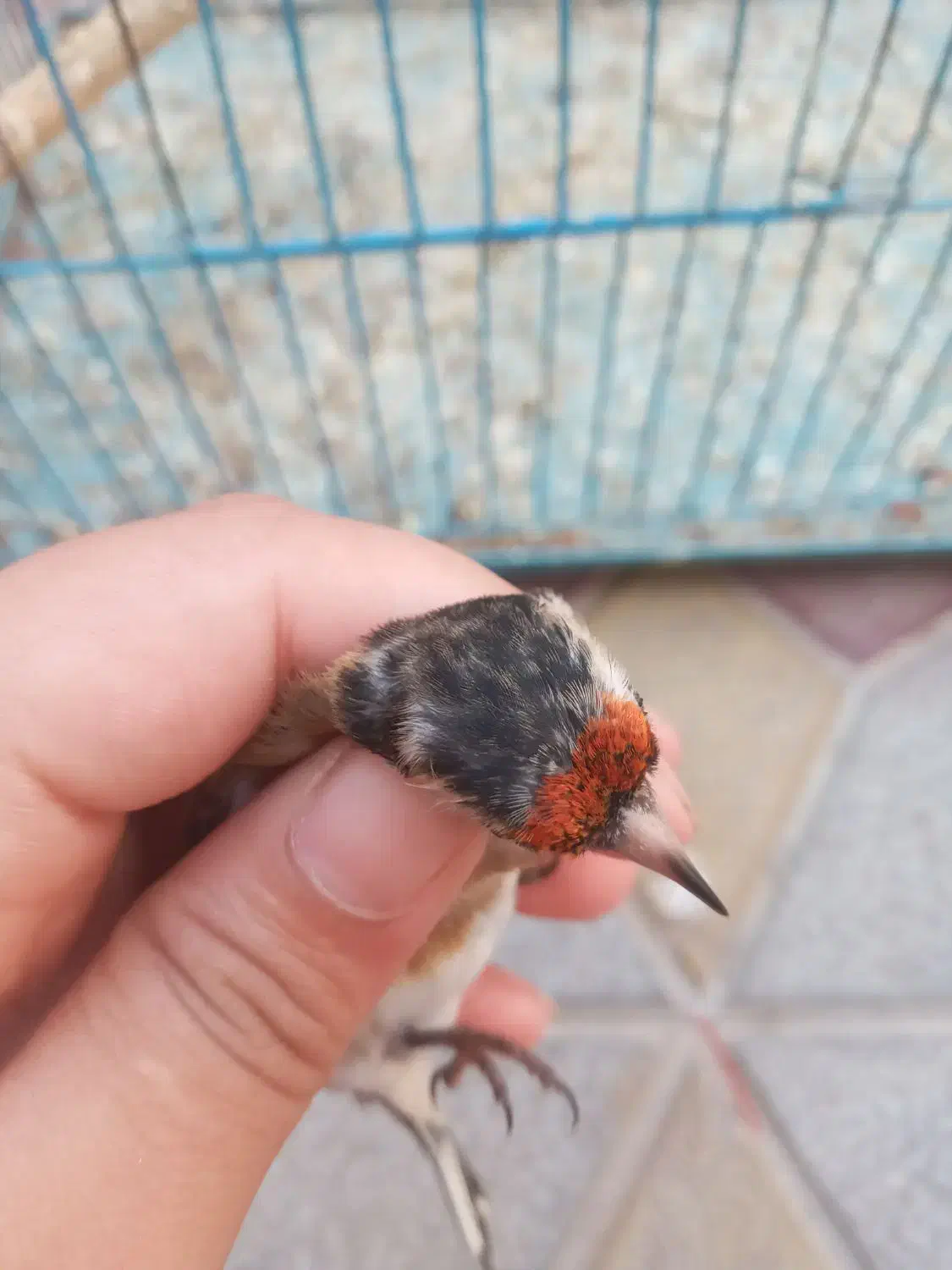 سهره سرسیاه زاغ کامل سرش سیاهه|پرنده|تهران, تهرانپارس غربی|دیوار