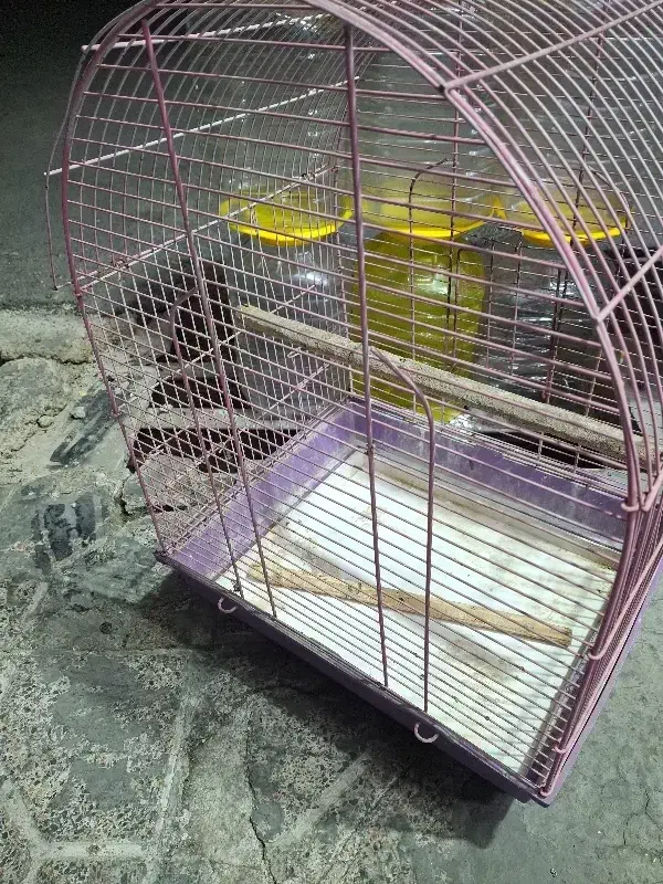 قفس مرغ عشق  عروس هلندی فنچ|لوازم جانبی حیوانات|قرچک, مهدیه|دیوار