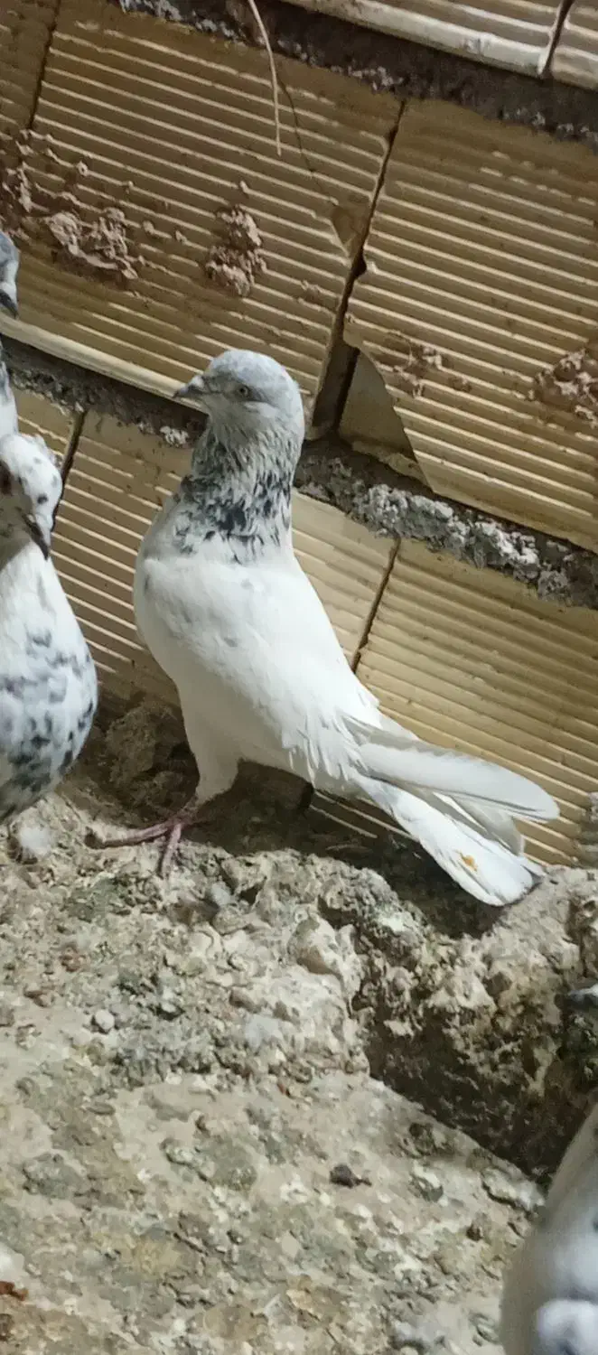 کبوتر کله دم سربی نر مست|پرنده|ایلام, |دیوار