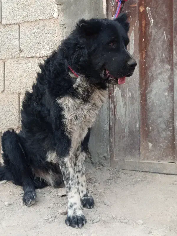 سگ قدرجونی|سگ|ابریشم, |دیوار