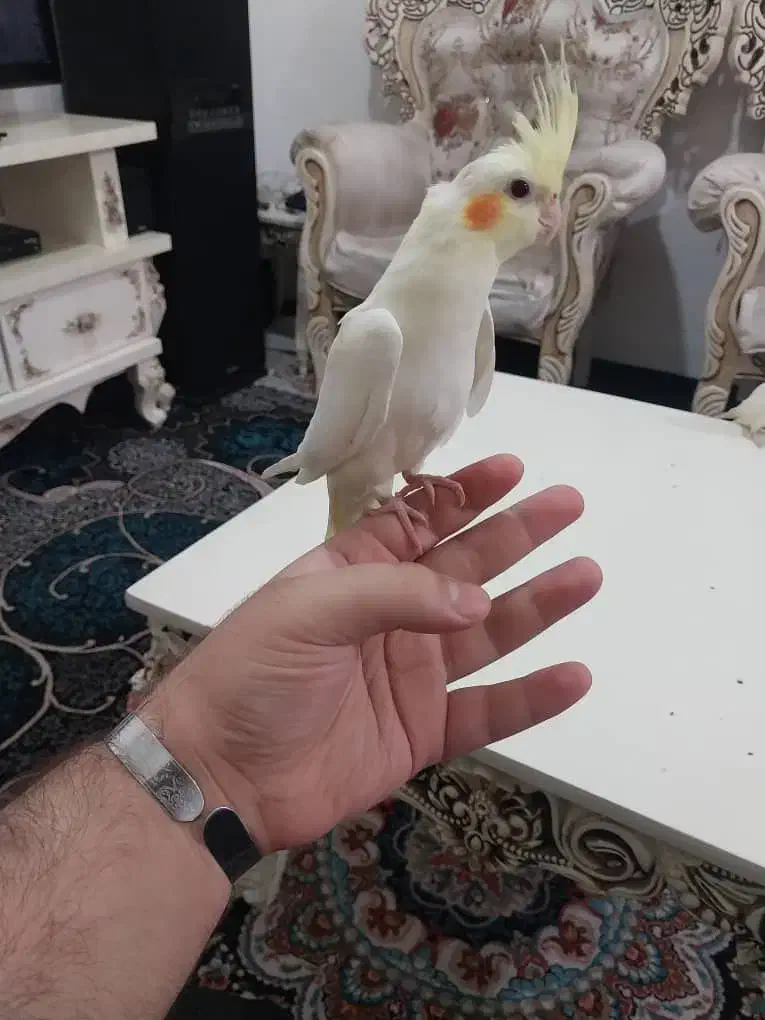 عروس هلندی لوتینو چشم شرابی رام و دستی|پرنده|شهریار, شهرک بهاران (ویره)|دیوار