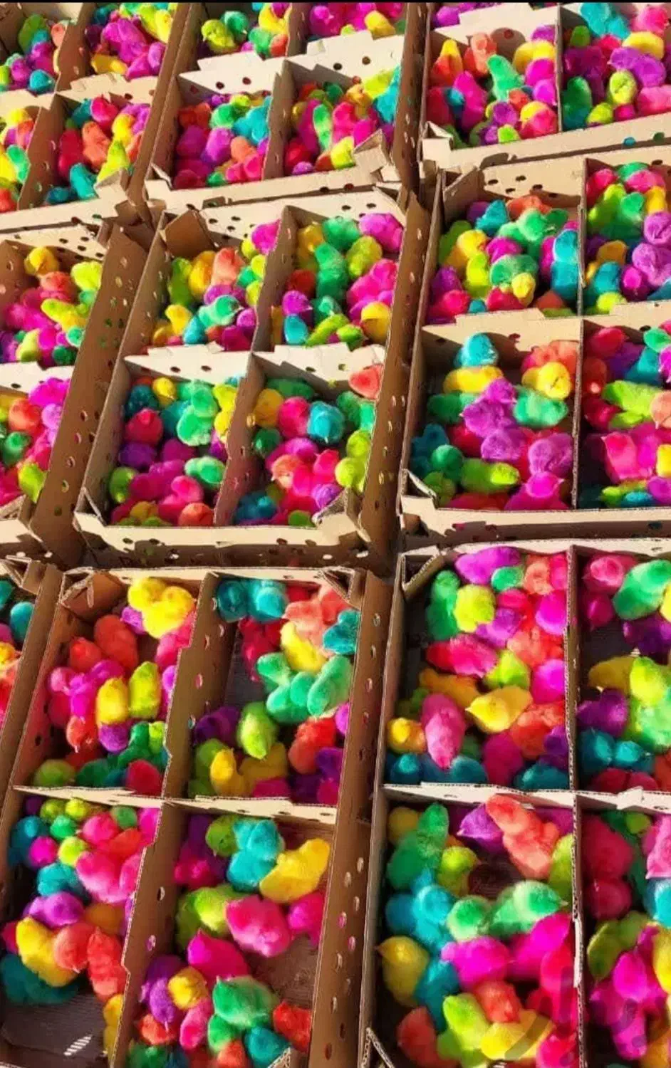 پخش ماکیان اردک جوجه رنگی    محلی گوشتی|حیوانات مزرعه|زاهدان, |دیوار