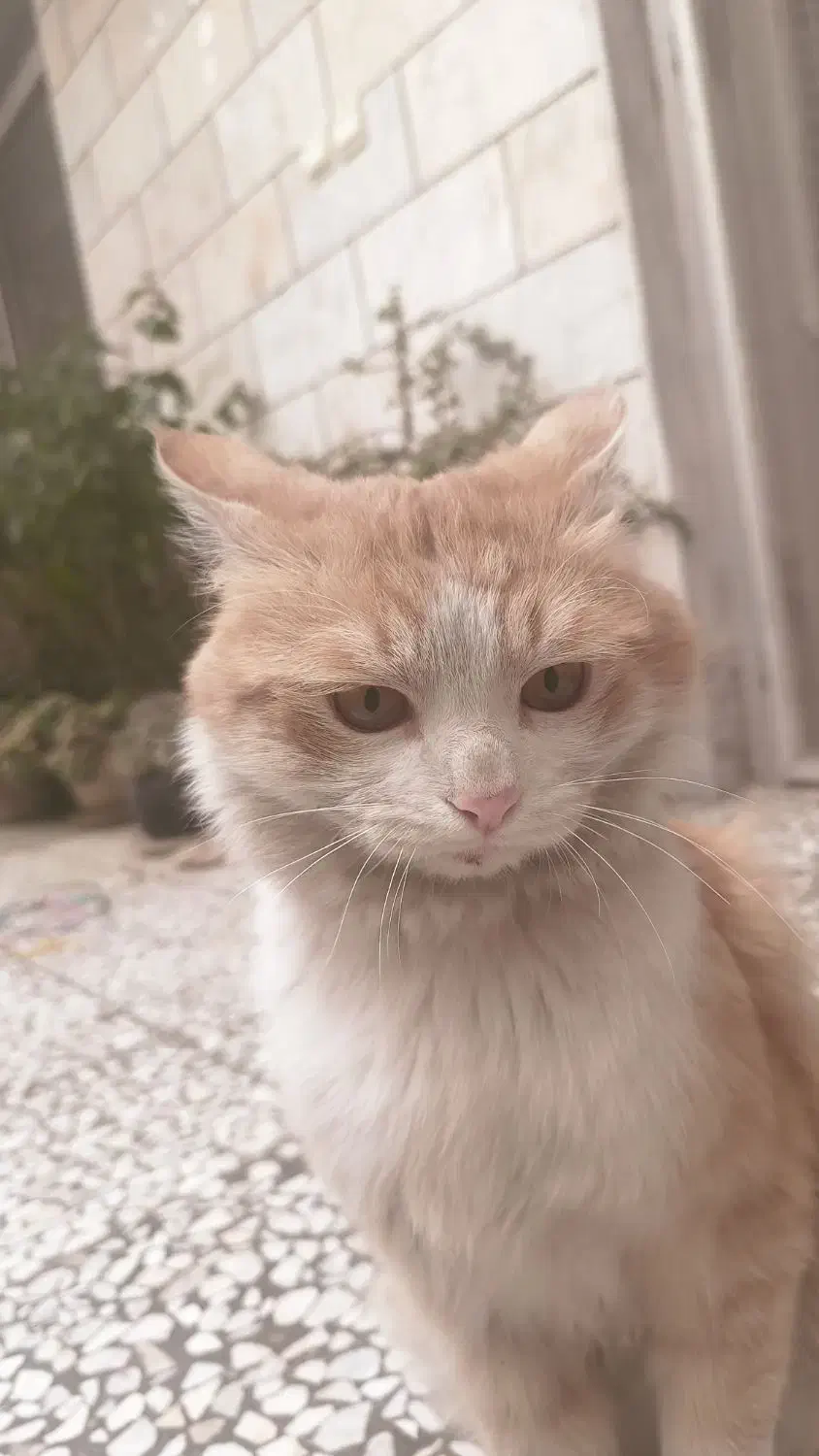 گربه نارنجی دم روباهی پشمالو گم شده|حیوانات|چمستان, |دیوار