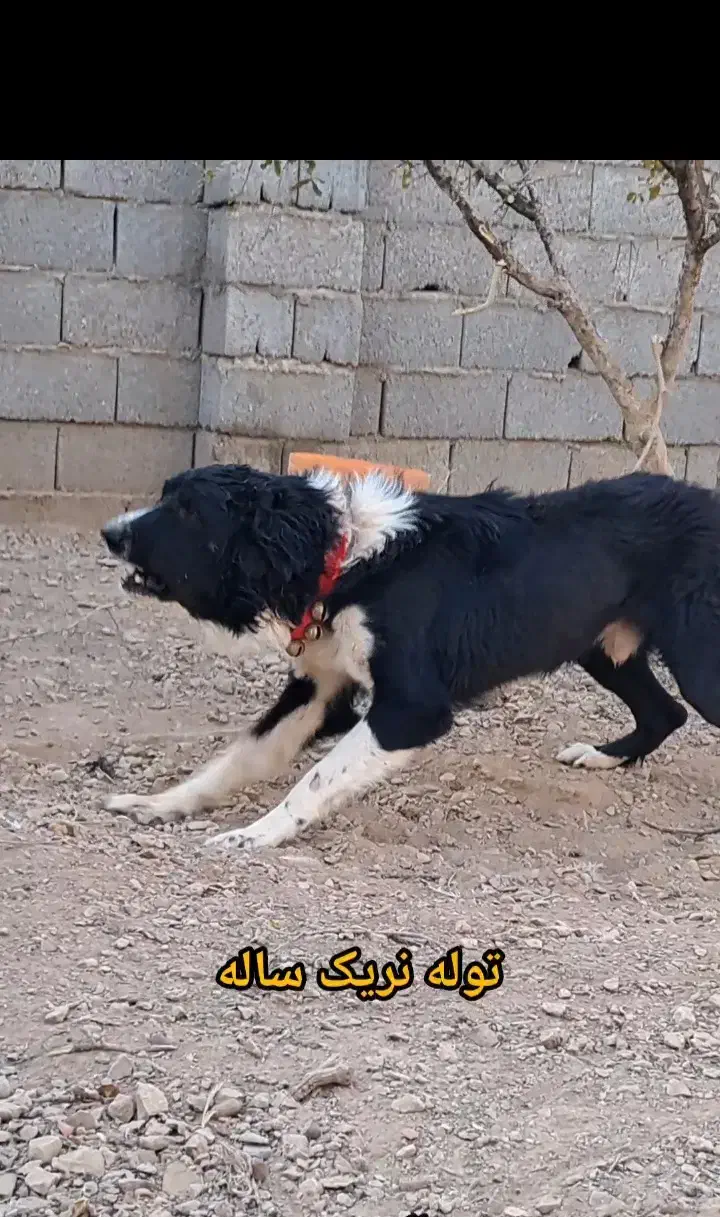 سگ نگهبان|سگ|خمینیشهر, |دیوار