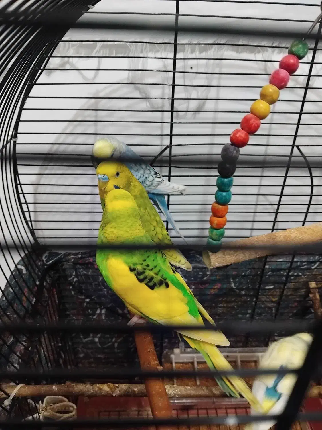 مرغ عشق فروشی|پرنده|سنگر, |دیوار