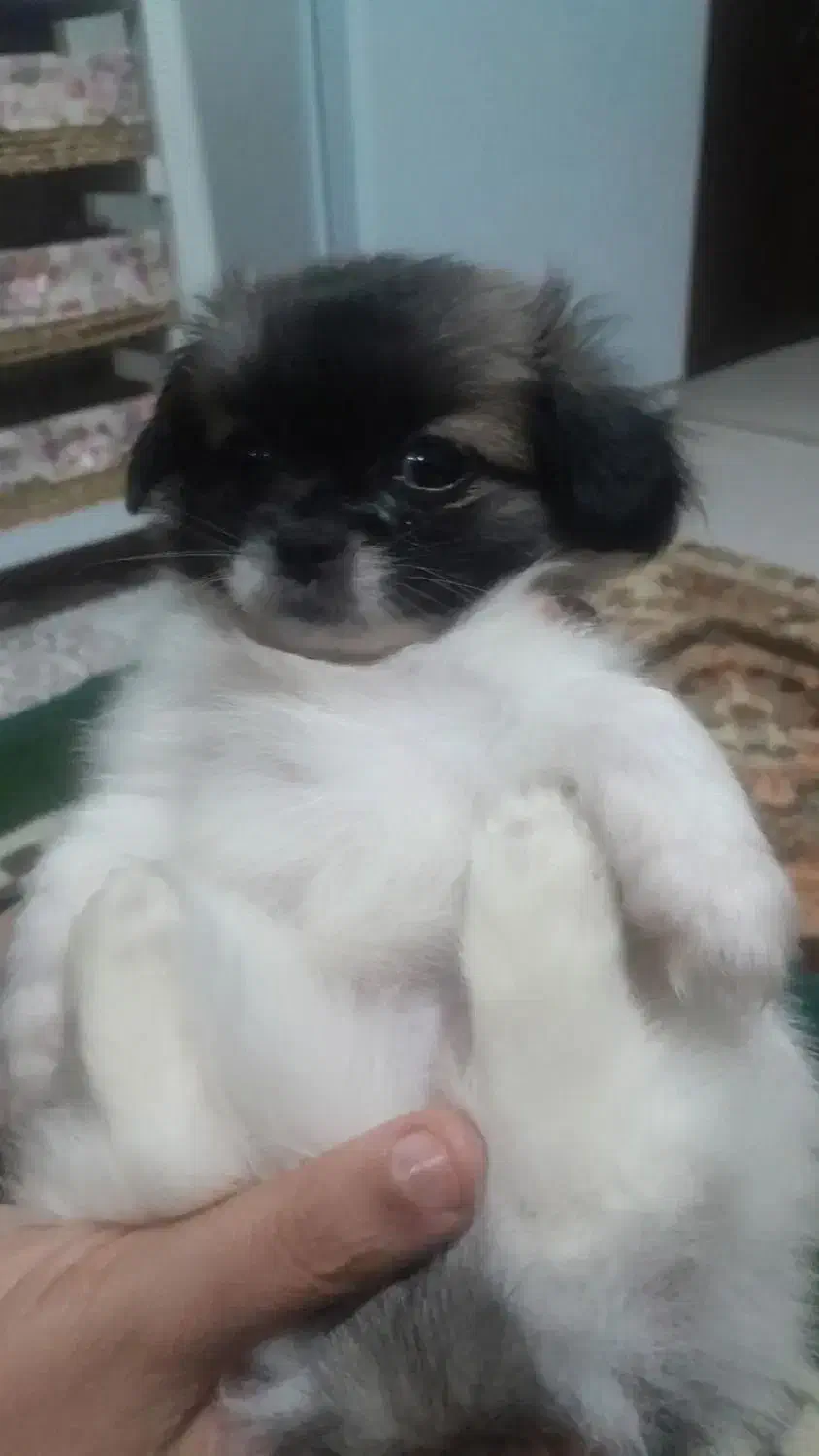 ۳ توله پا کوتاه و نر بالغ پیکینیز|سگ|فاضل آباد, |دیوار