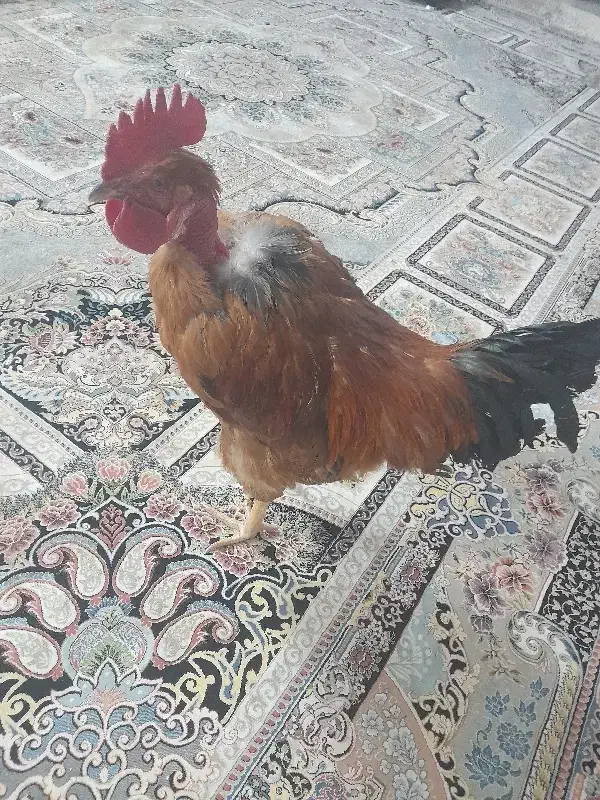 خروس|حیوانات مزرعه|تربت‌حیدریه, بالا ولایت|دیوار