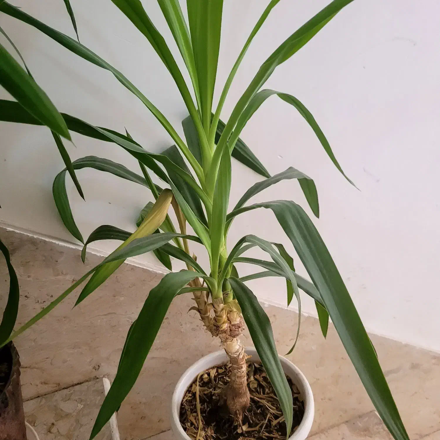 گل و گلدان طبیعی ارزان|گل و گیاه طبیعی|ایلام, |دیوار