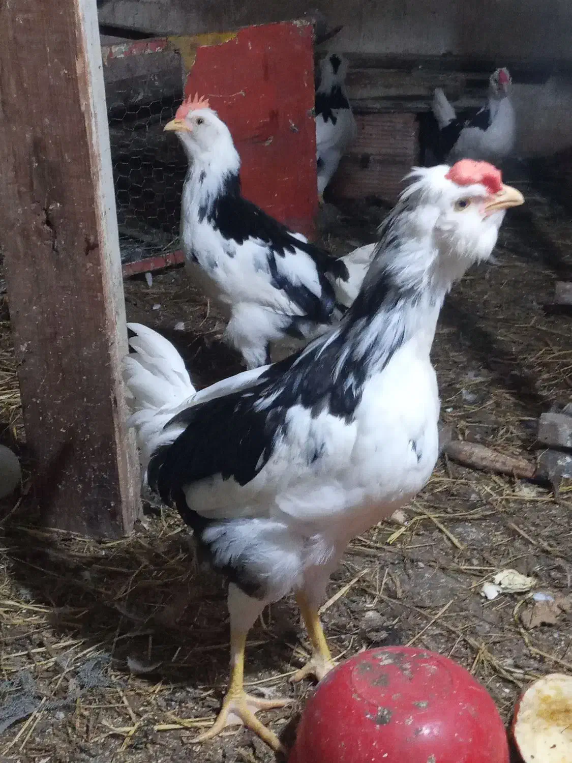 مرغ گلین با جوجه وخروس|حیوانات مزرعه|قائمشهر, |دیوار