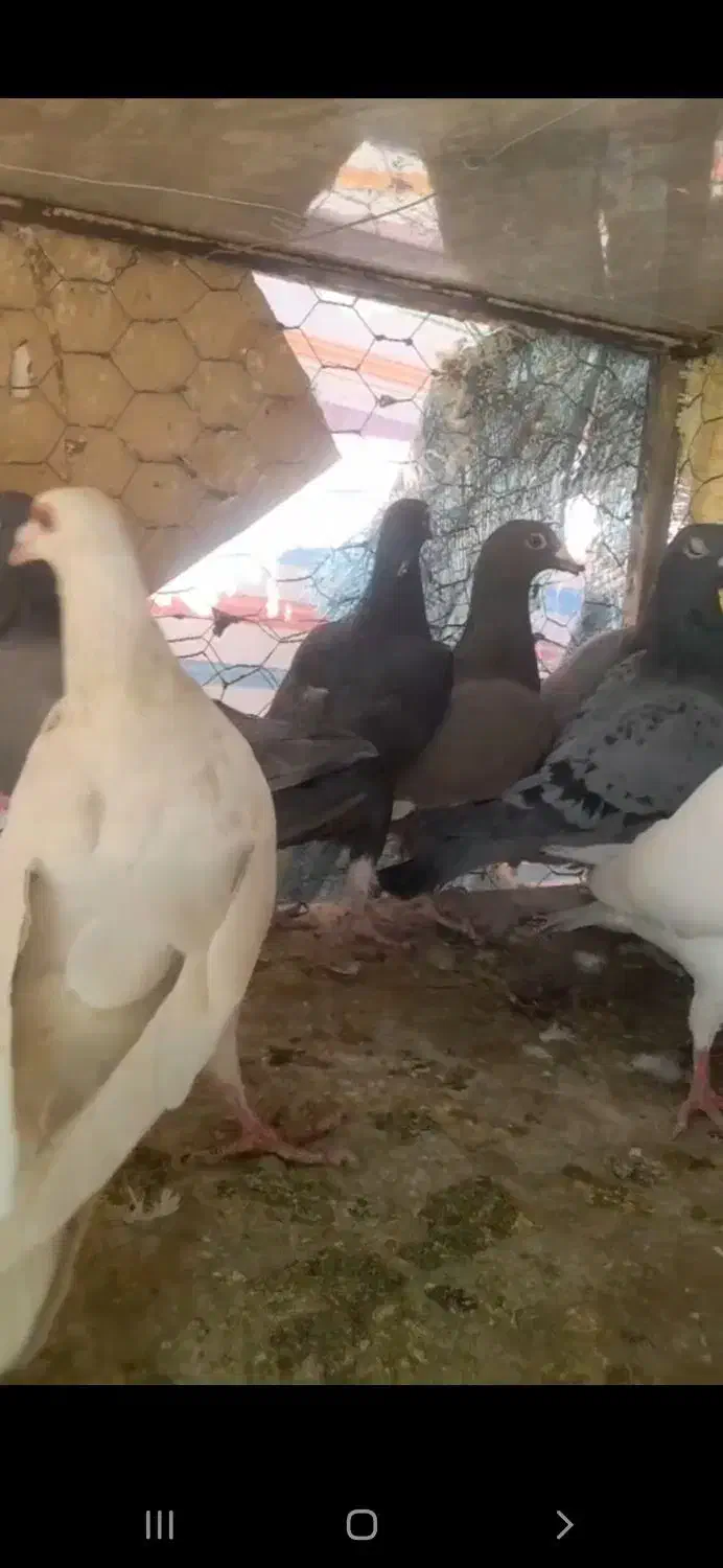 کبوتر کفتر|پرنده|قزوین, |دیوار