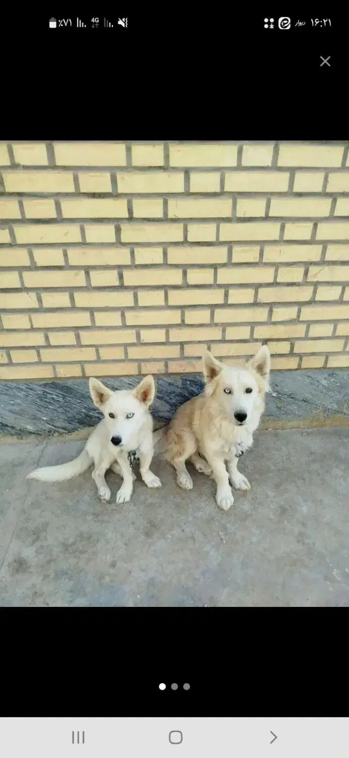 حیون خونگی|سگ|قم, نخودی|دیوار