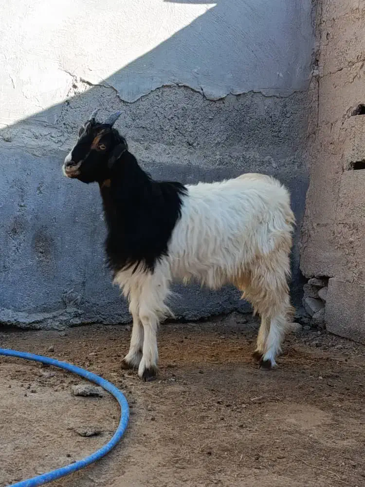 فروش سه عدد کهره|حیوانات مزرعه|بردخون, |دیوار