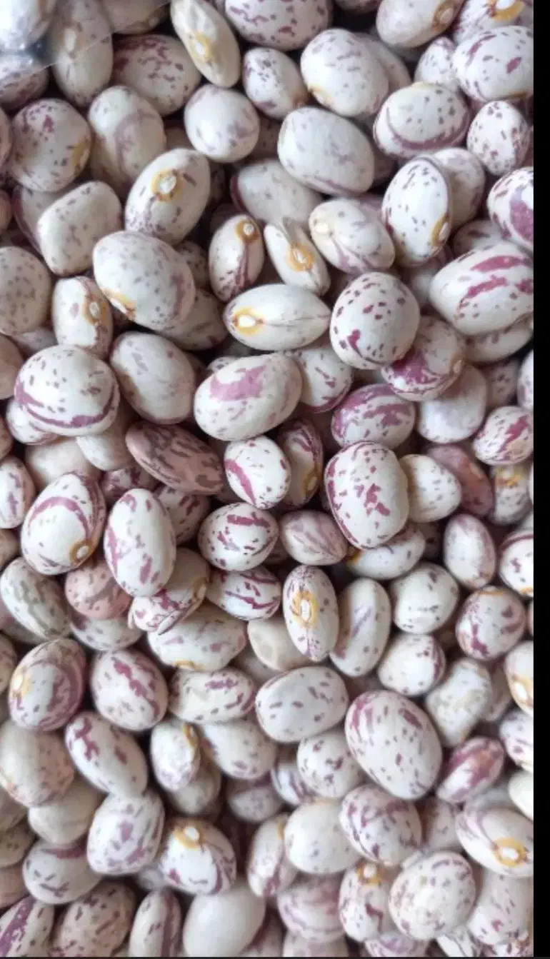 لوبیاچیتی ارکانیگ|خوردنی و آشامیدنی|اسلامشهر, شهرک مهدیه|دیوار