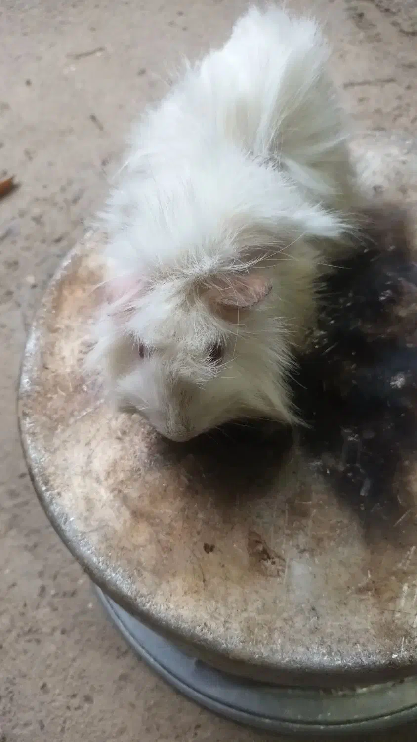 خوکچه هندی سفید|موش و خرگوش|صومعهسرا, |دیوار