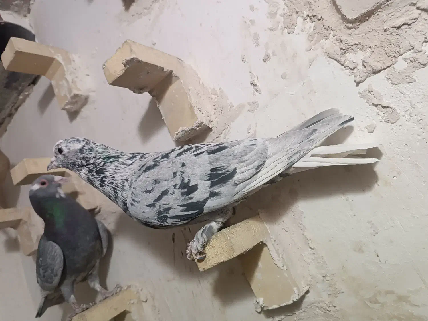 کبوتر|پرنده|کرمان, |دیوار