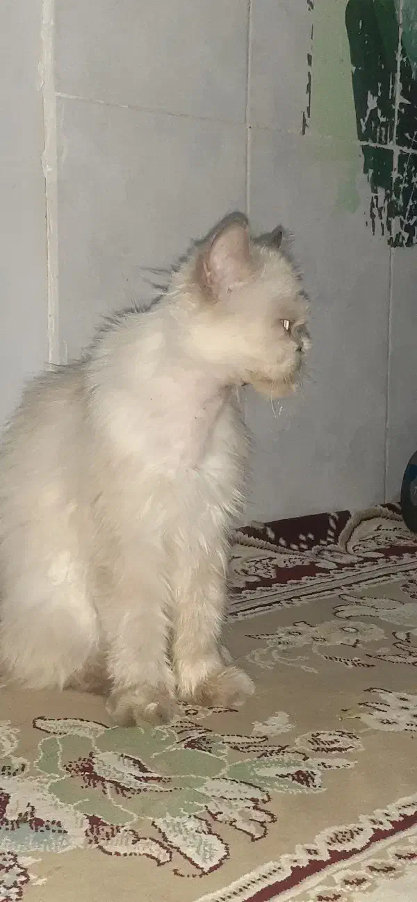 گربه خانگی|گربه|چناران, |دیوار