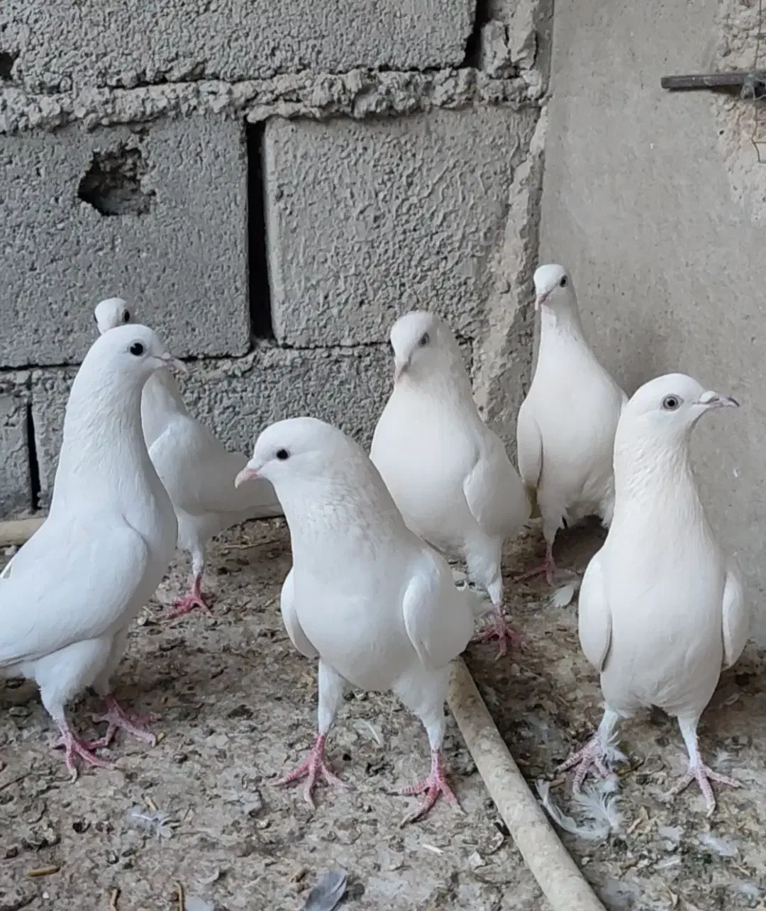 کبوتر پتی والا|پرنده|سراوان, |دیوار