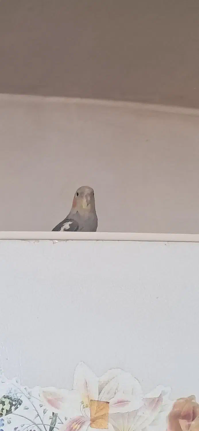 دو پرنده عروس هلندی نر و ماده|پرنده|نقده, |دیوار