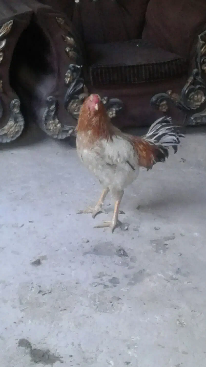 یک عدد لاری کلنگی ب فروش میرسد ماهدشت|حیوانات مزرعه|ماهدشت, |دیوار