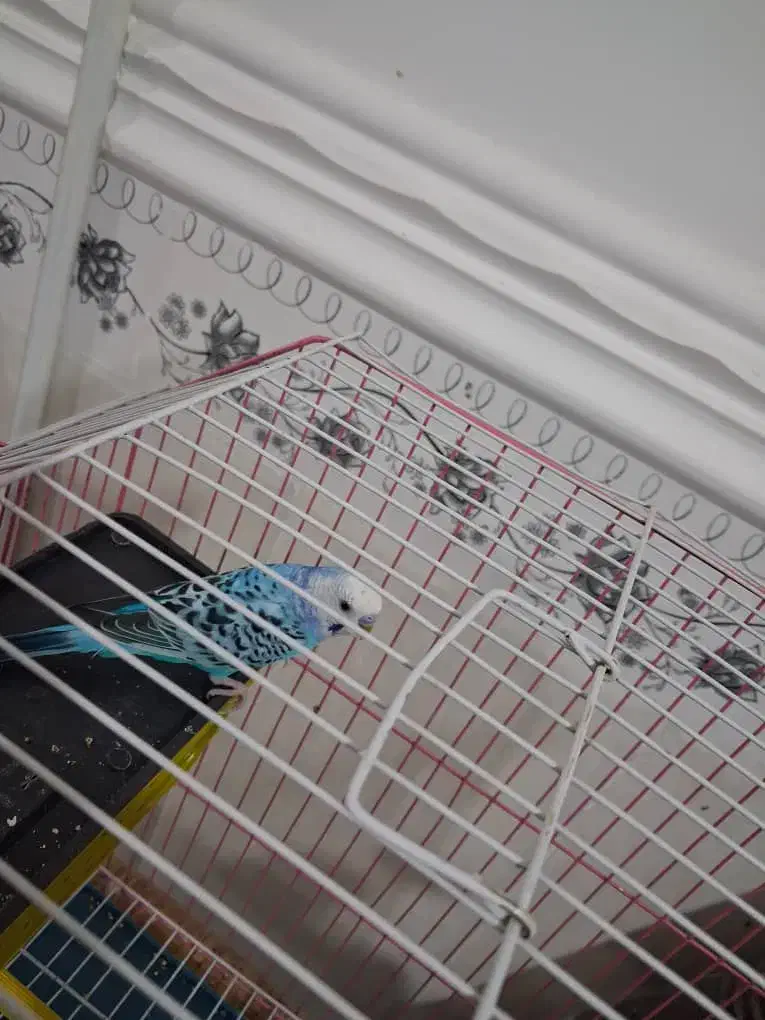 مرغ عشق|پرنده|ایرانشهر, |دیوار