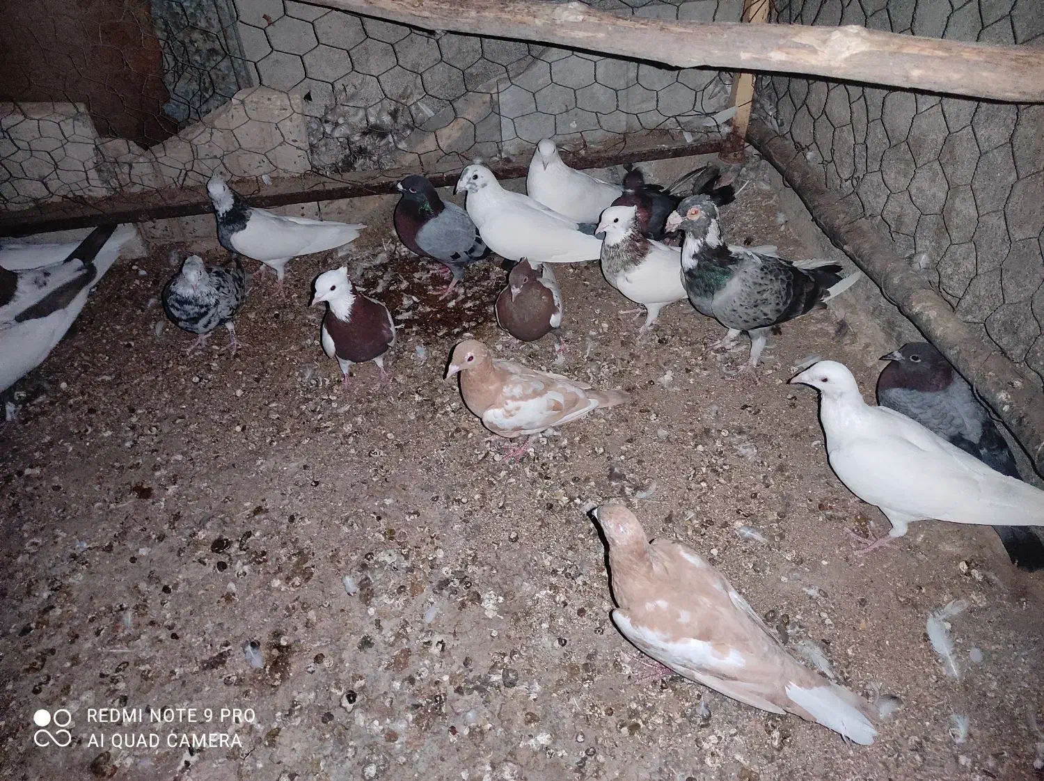 کبوتر سینه و یهودی و طوقی و  سفید دو سیاه و کوهی|پرنده|خنج, |دیوار