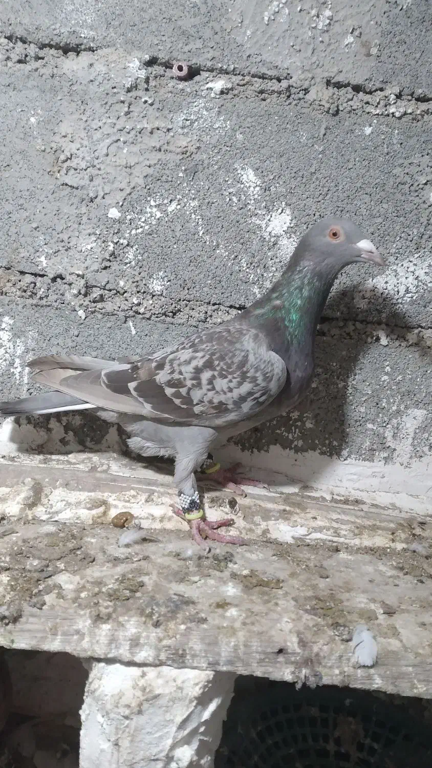 ۵۰۰|پرنده|شیروان (خراسان), |دیوار