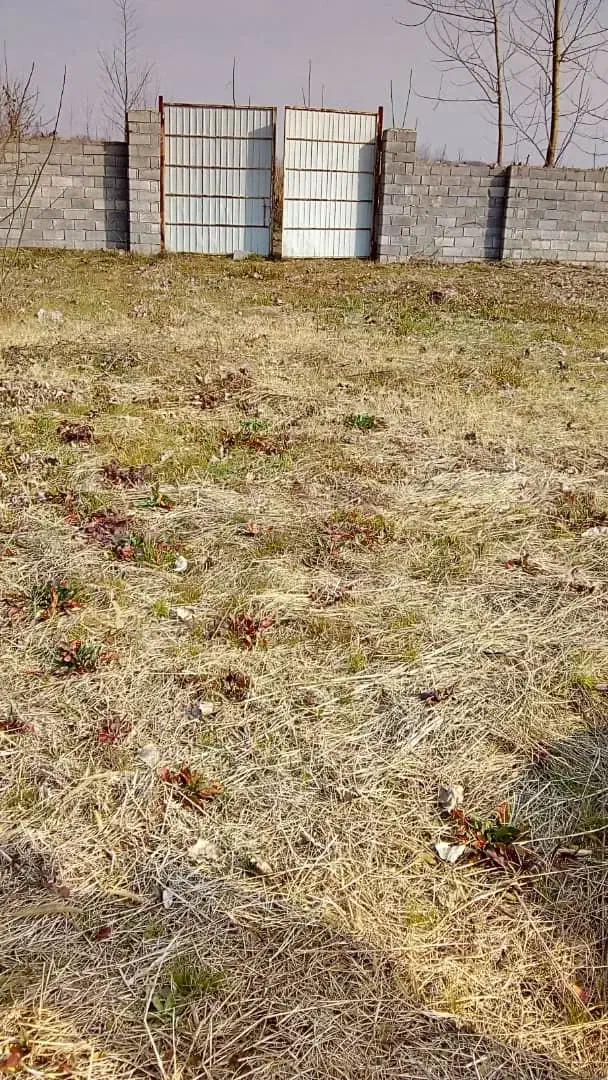 250متری در لنگرود|فروش زمین و ملک کلنگی|لنگرود, |دیوار