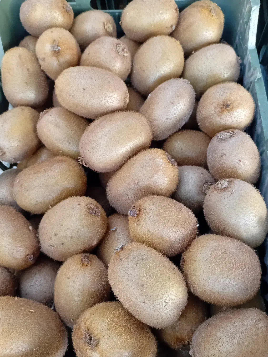 کیوی تازه چیده شده|عمده‌فروشی|گتاب, |دیوار