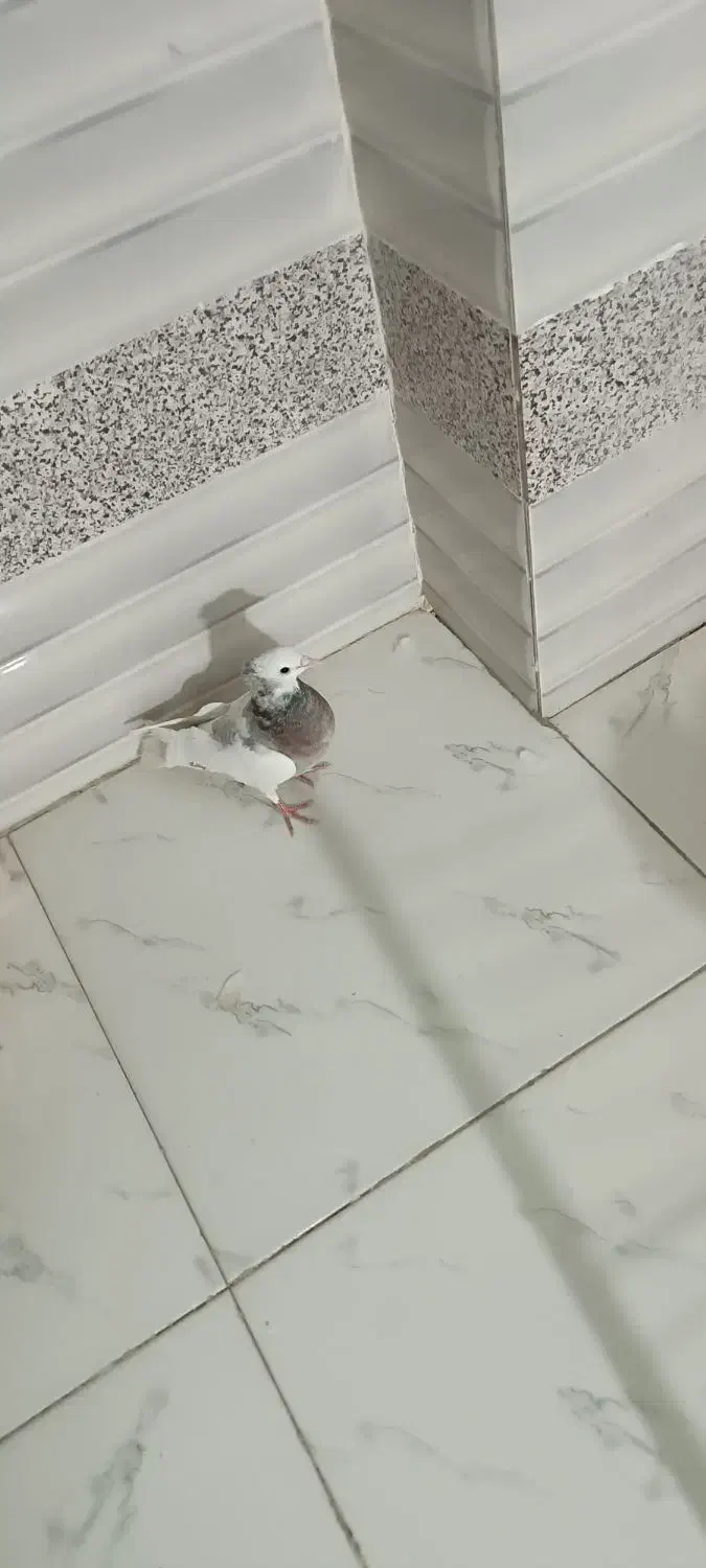 طوقی|پرنده|لردگان, |دیوار