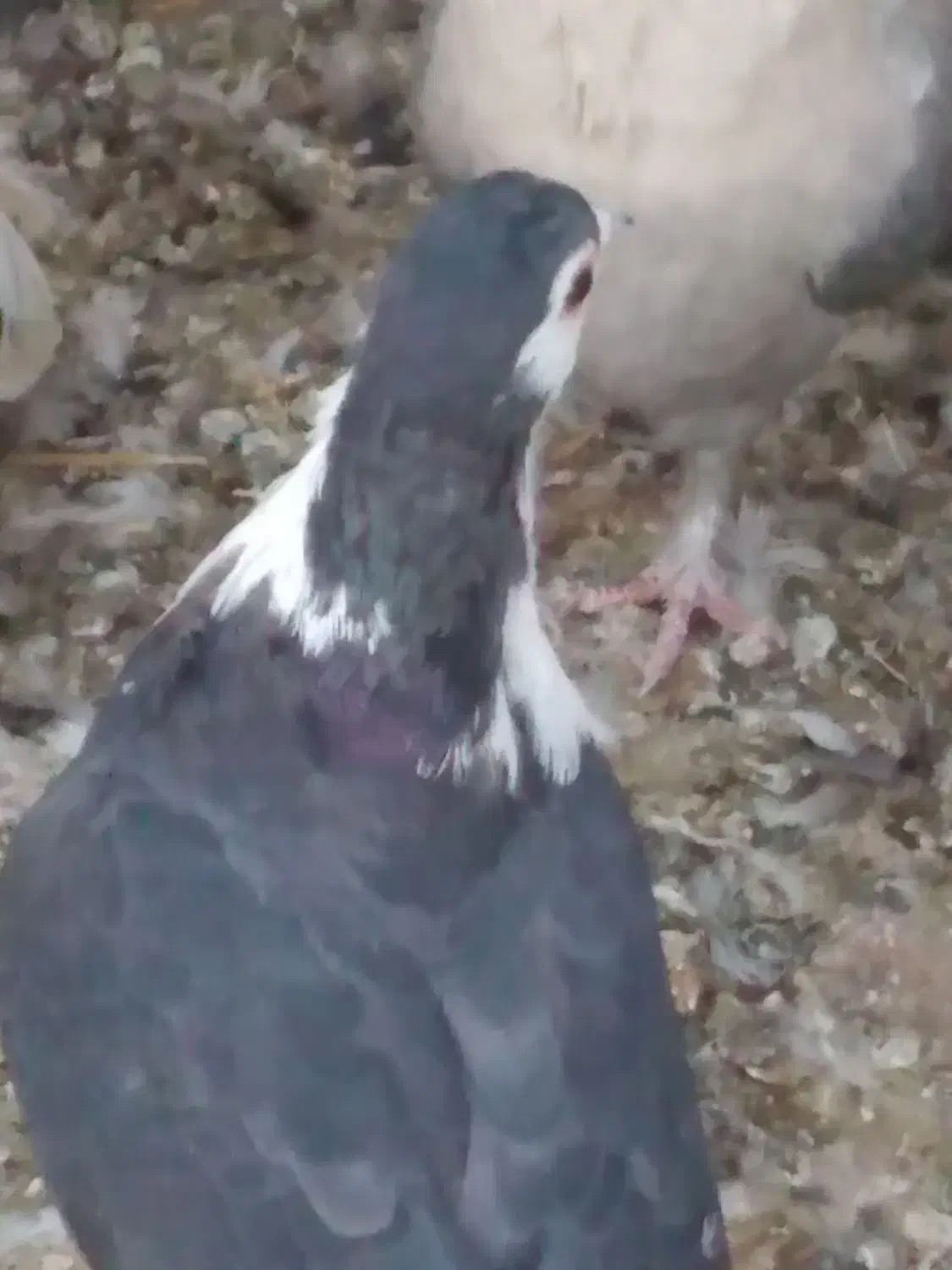 گمشده کفتر سیندق ماده|حیوانات|رفسنجان, |دیوار