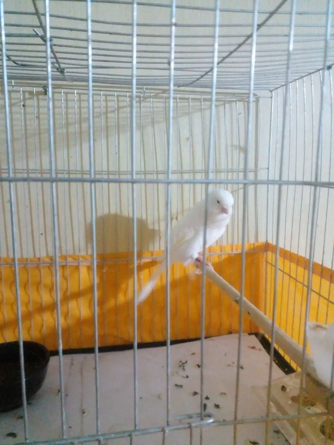 قناری نر رسمی|پرنده|رودهن, |دیوار