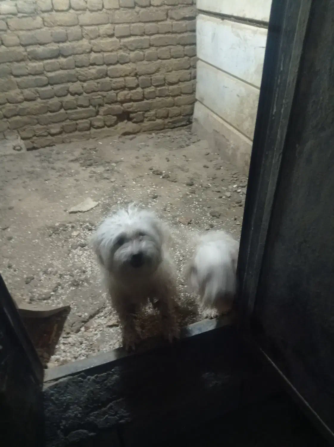 سگ شیتزو|سگ|ارومیه, |دیوار