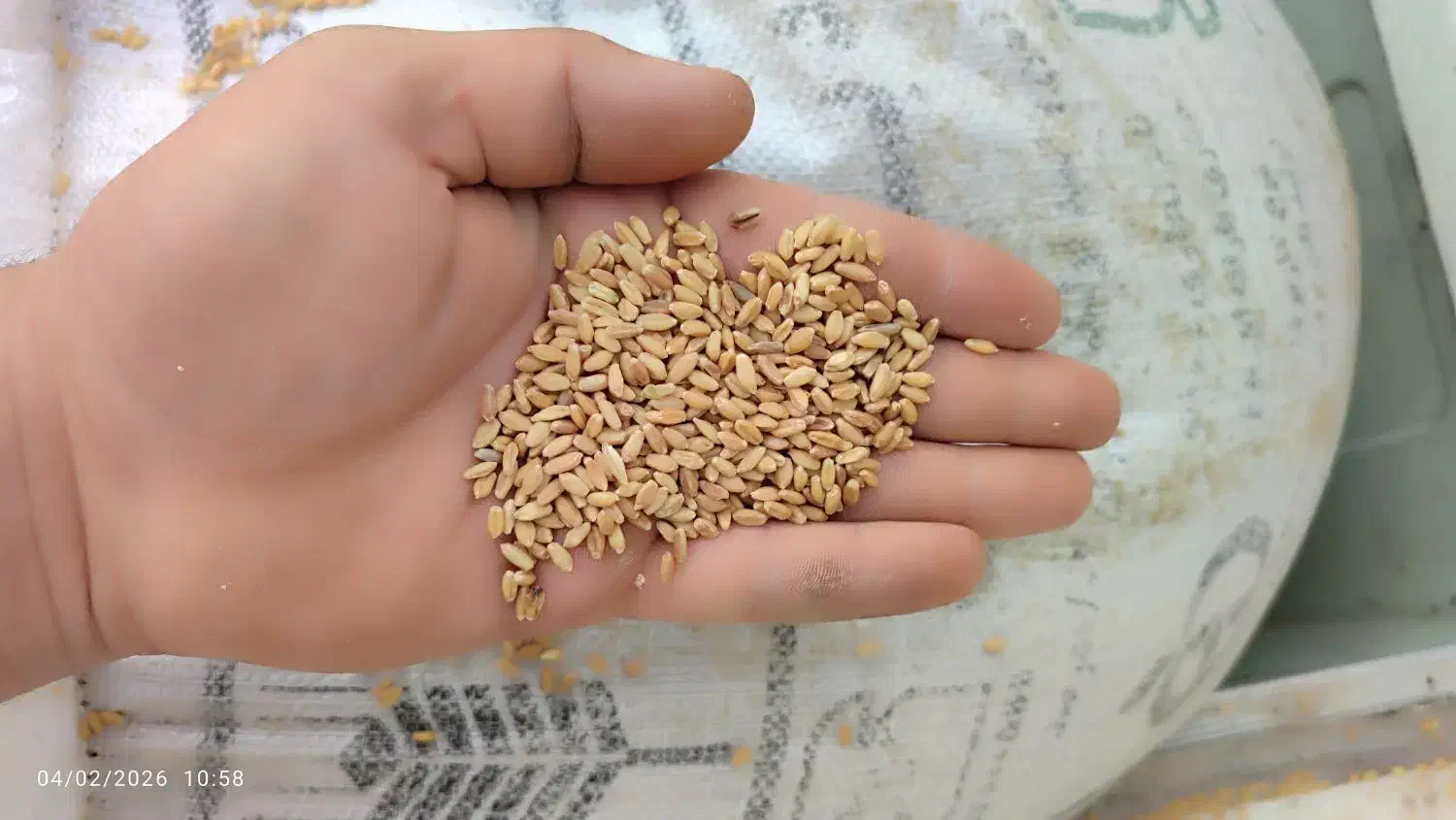 گندم  کوهدشت|لوازم جانبی حیوانات|گرمخان, |دیوار