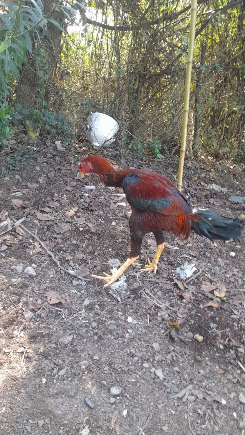 مرغ و خروس لاری|حیوانات مزرعه|رودبنه, |دیوار