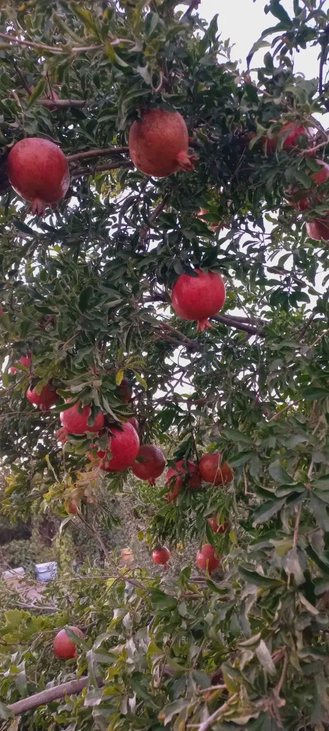 انار آبدار ودانه قرمز|خوردنی و آشامیدنی|سبزوار, باهنر|دیوار