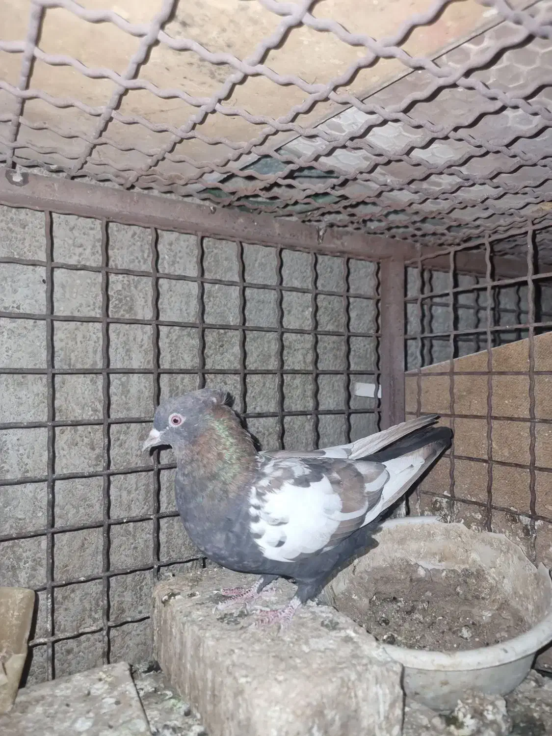 ماده سینه ای|پرنده|یزد, |دیوار