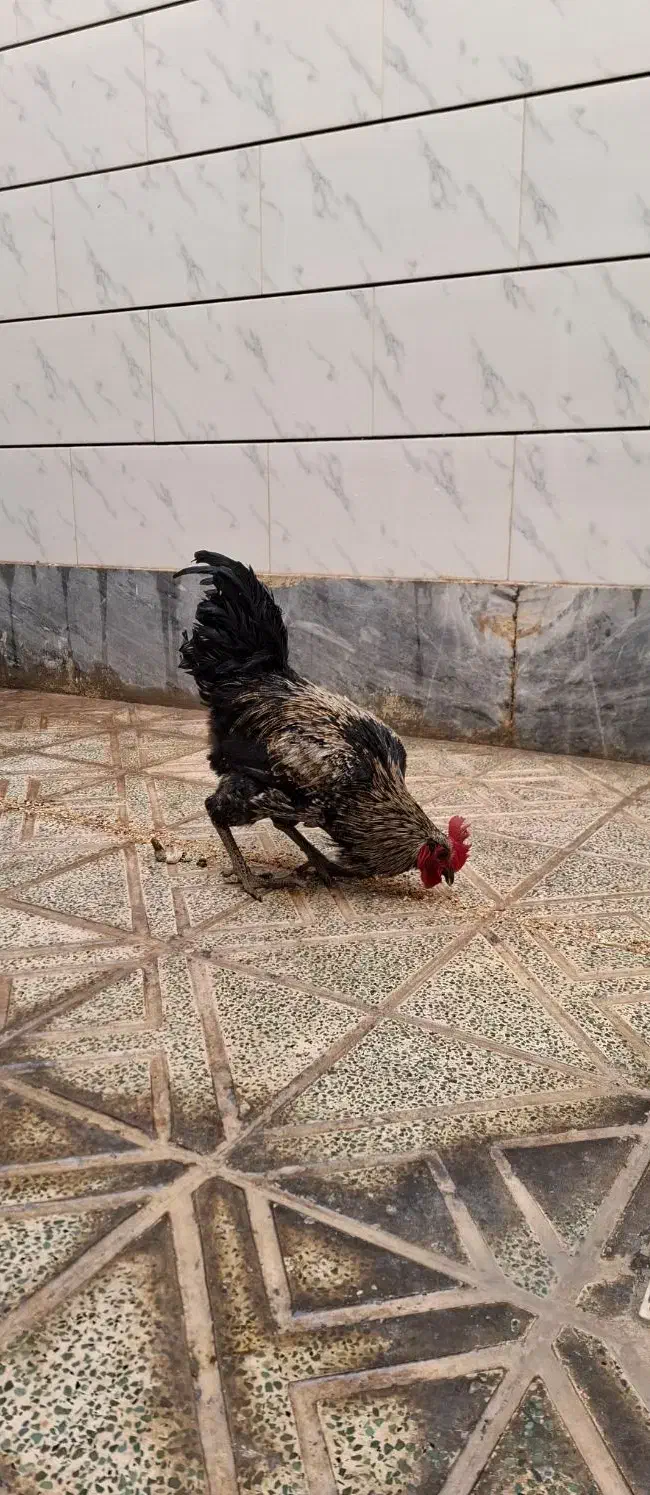 خروس جهادی جوان|حیوانات مزرعه|خمینی‌شهر, |دیوار