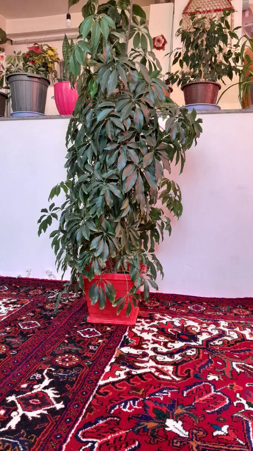 گل طبیعی شفلرا|گل و گیاه طبیعی|سهند, |دیوار