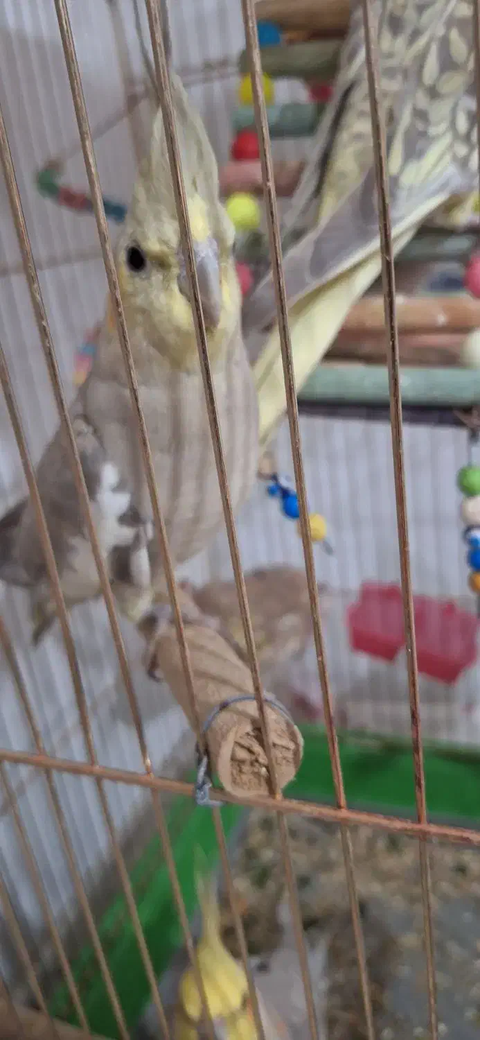 عروس هلندی|پرنده|بیجار, |دیوار