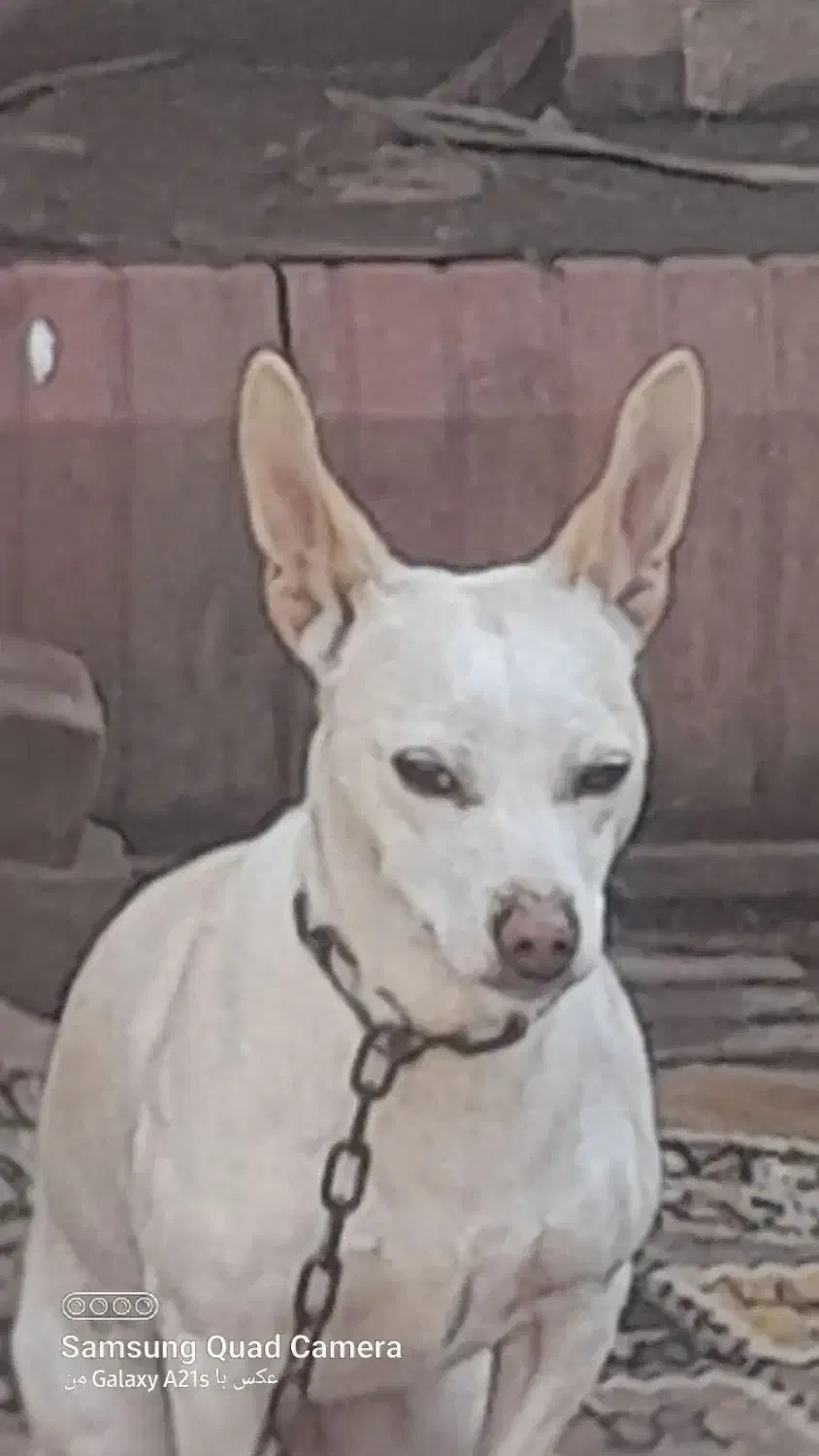 پاکوتاه|سگ|نیشابور, بنیاد شهید|دیوار