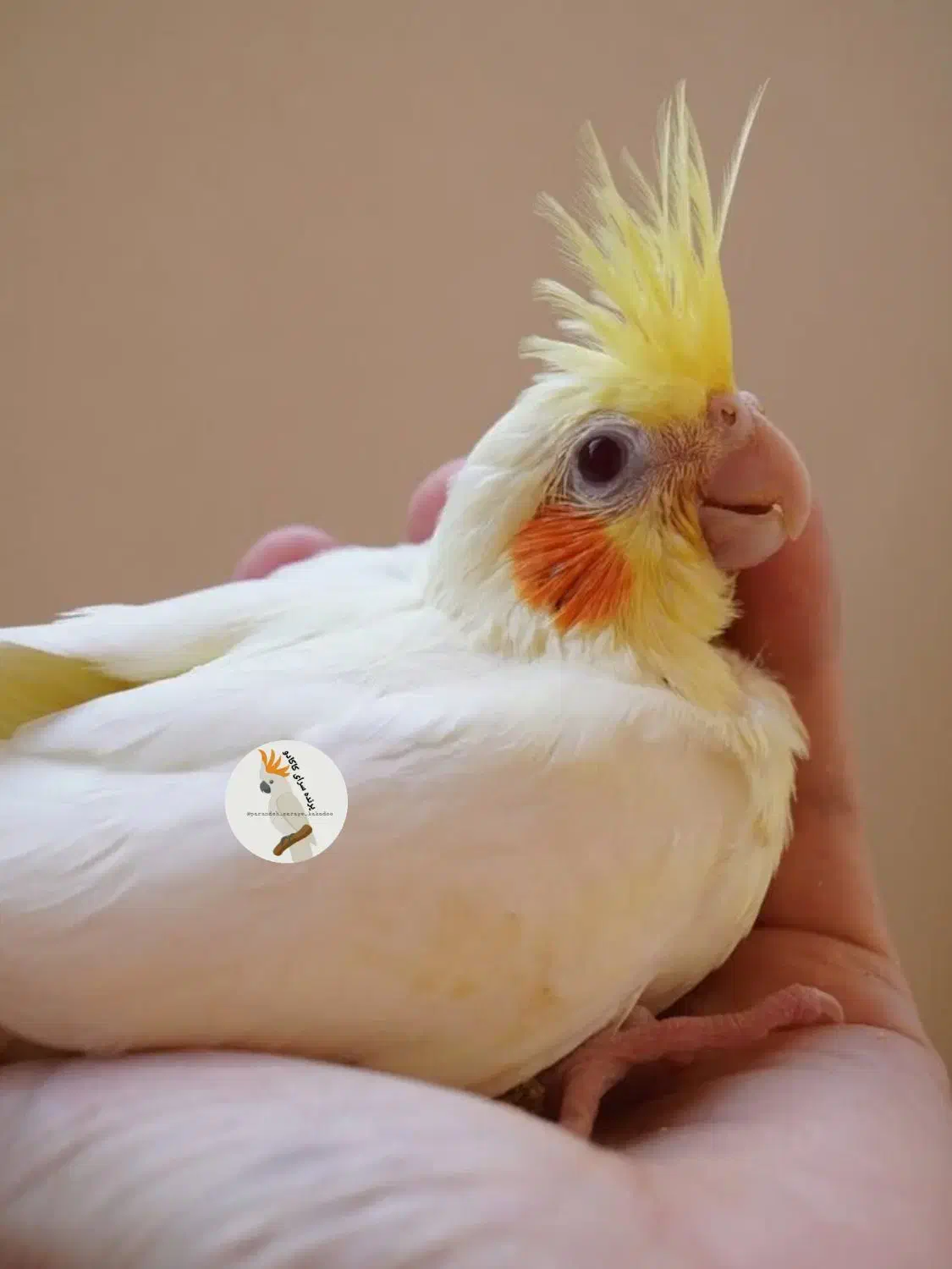 فروش انواع پرنده و لوازم درفروشگاه کاکادو سنندج|پرنده|سنندج, |دیوار