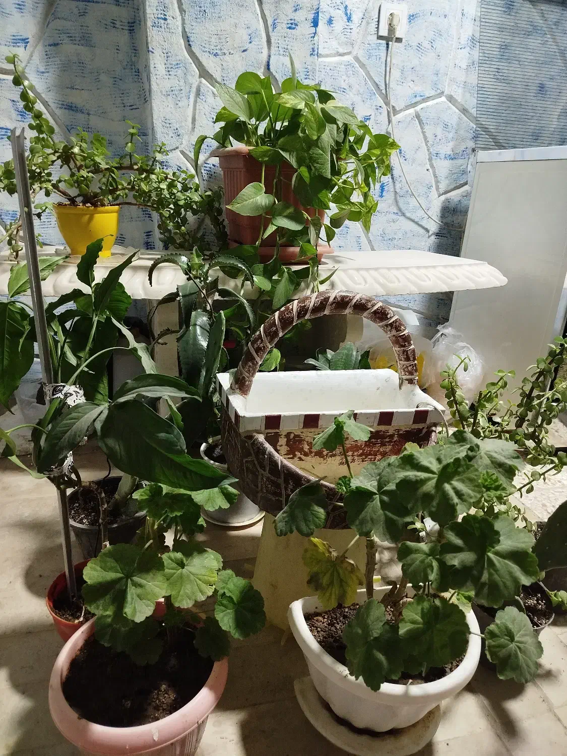 انواع گل طبیعی|گل و گیاه طبیعی|مشهد, شهرک صنعتی توس|دیوار