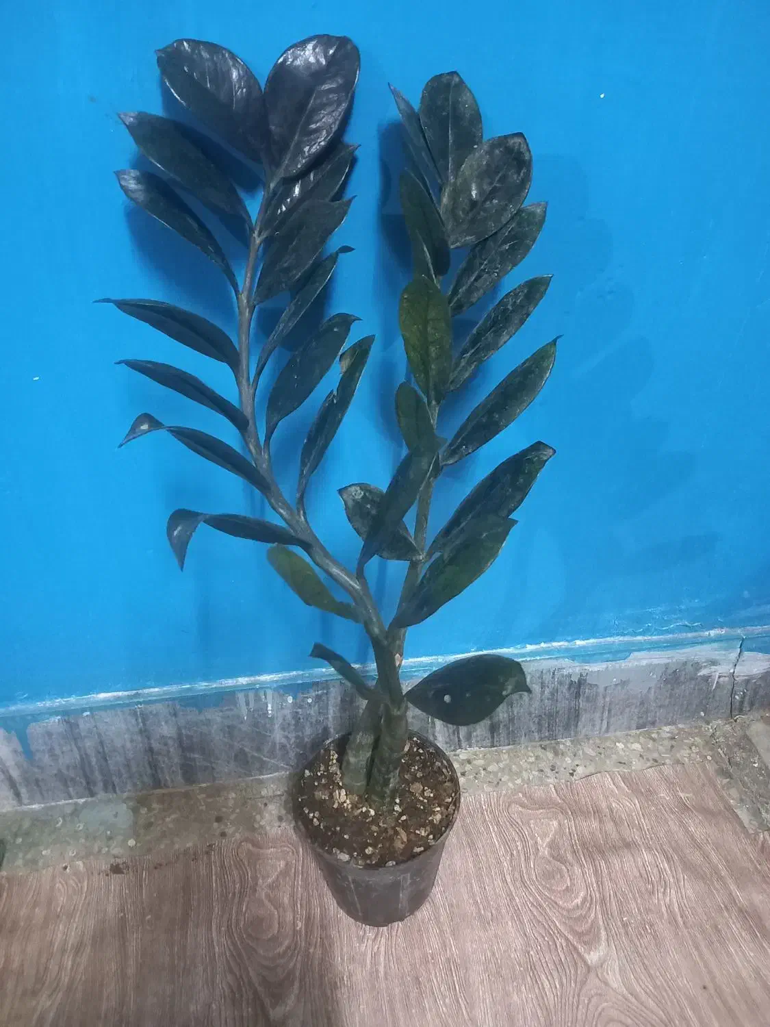 سانسوریا ابلق بلند|گل و گیاه طبیعی|بروجرد, |دیوار