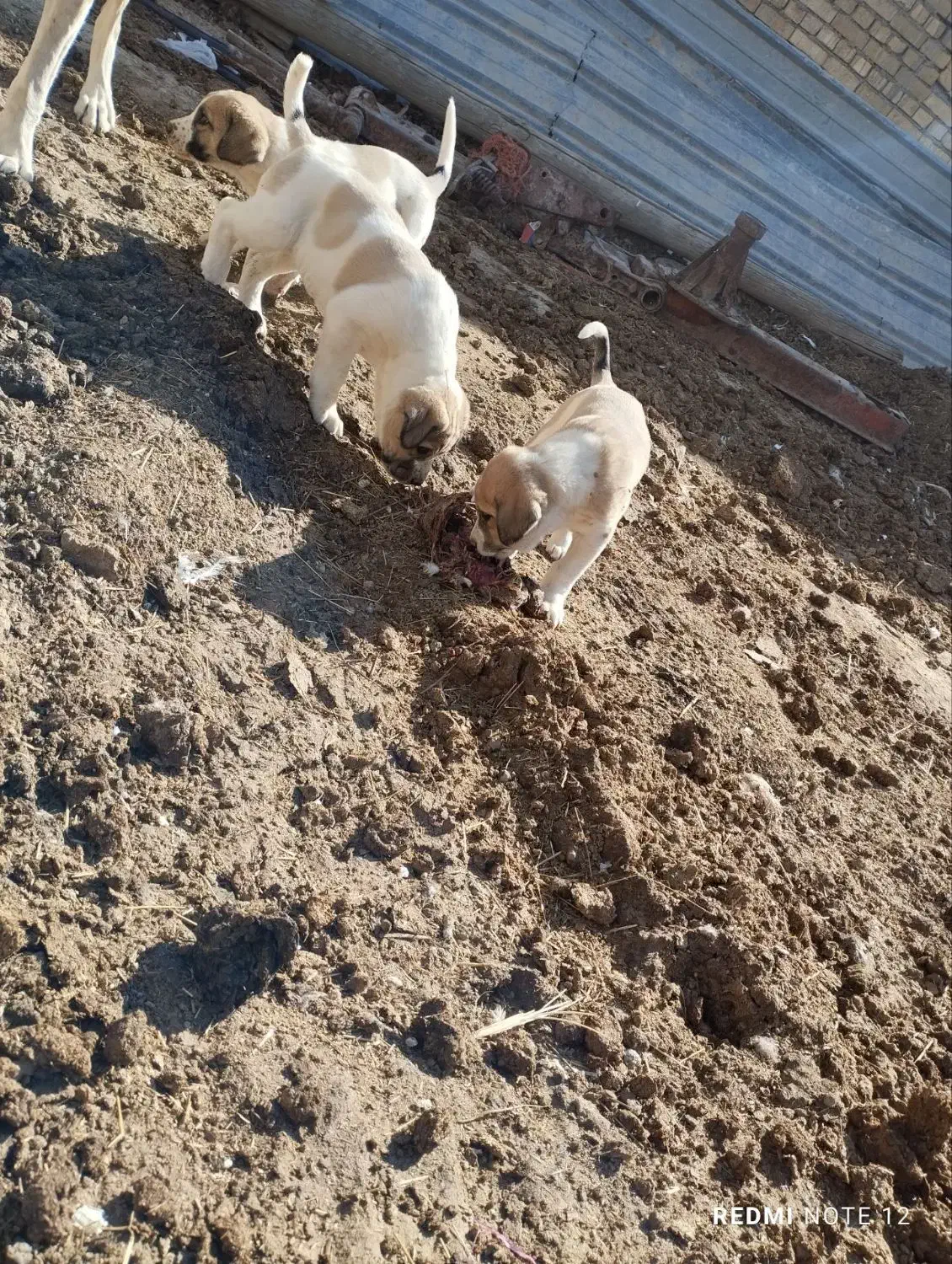 توله سگ افغان|سگ|شراء, |دیوار