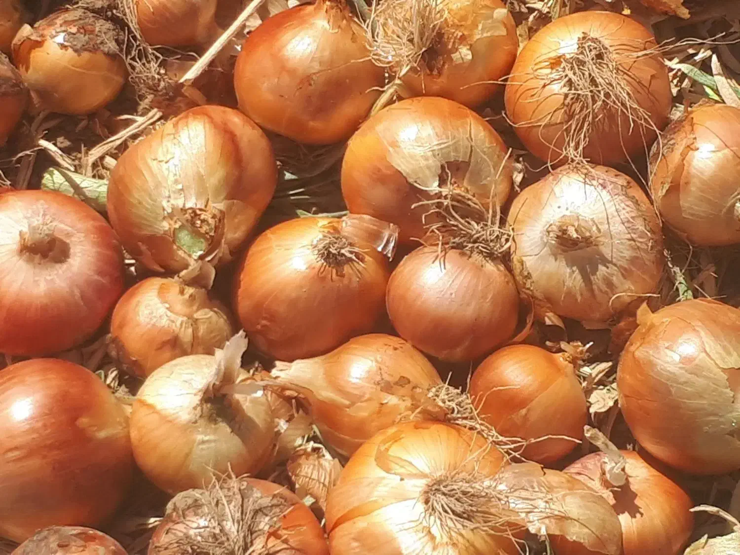 پیازطلایی درجه یک|عمدهفروشی|زاوه, |دیوار